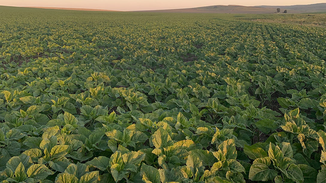Agricultura